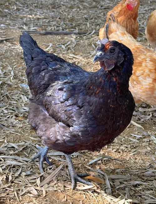 黑 鸡 什么品种图片-图2 黑 鸡 什么品种图片-图2