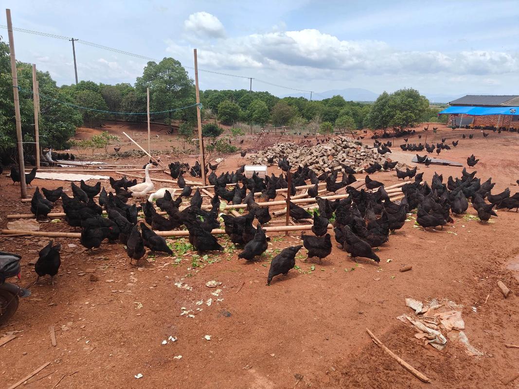 黑 鸡 什么品种图片-图3 黑 鸡 什么品种图片-图3