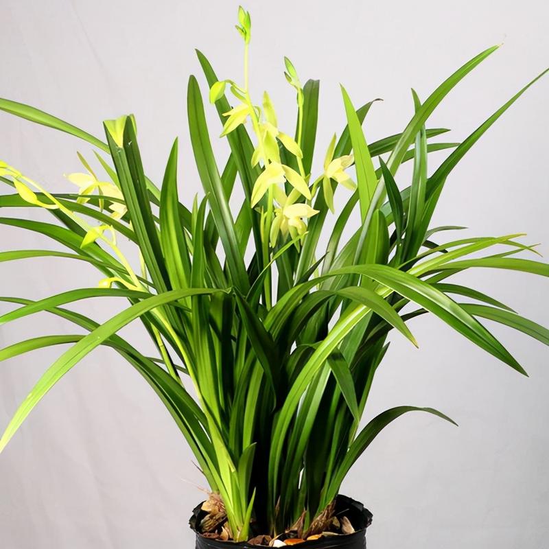 室内兰花品种怎么选?-图1 室内兰花品种怎么选?-图1