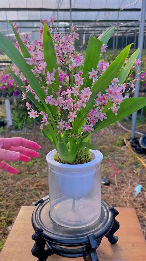 室内兰花品种怎么选?-图2 室内兰花品种怎么选?-图2