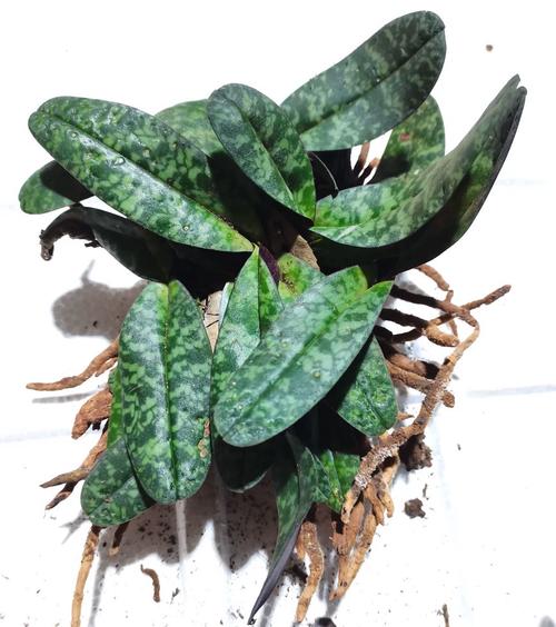 附生兰花常见品种有哪些?-图1 附生兰花常见品种有哪些?-图1