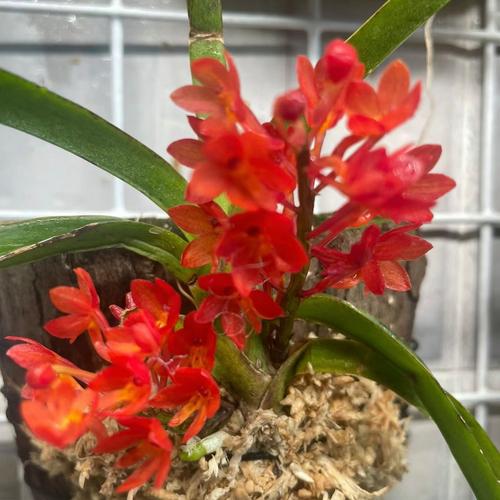 附生兰花常见品种有哪些?-图3 附生兰花常见品种有哪些?-图3