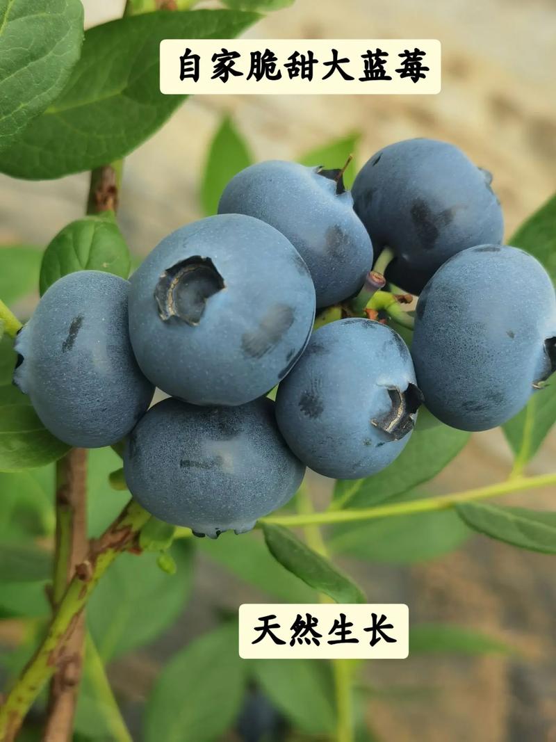 哪种蓝莓品种最贵？-图3