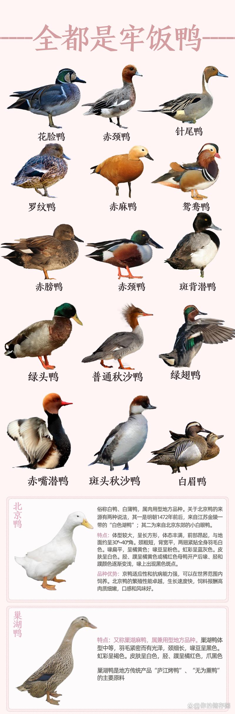 鸭子品种有哪些？看图识鸭全在这？-图3