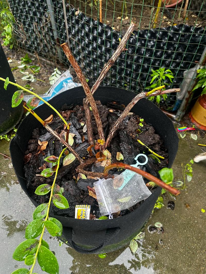 夏季蓝莓小苗怎么修剪才正确？-图3