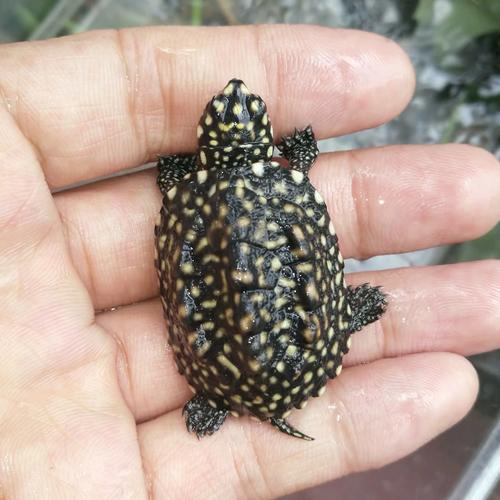广东斑点池龟苗价格多少？-图2