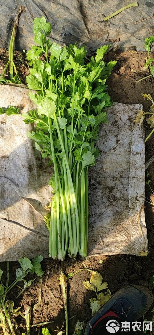 大棚芹菜怎么种才高产？-图3