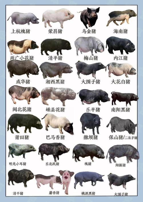 2025年哪些猪品种养殖效益最佳?-图1 2025年哪些猪品种养殖效益最佳?-图1