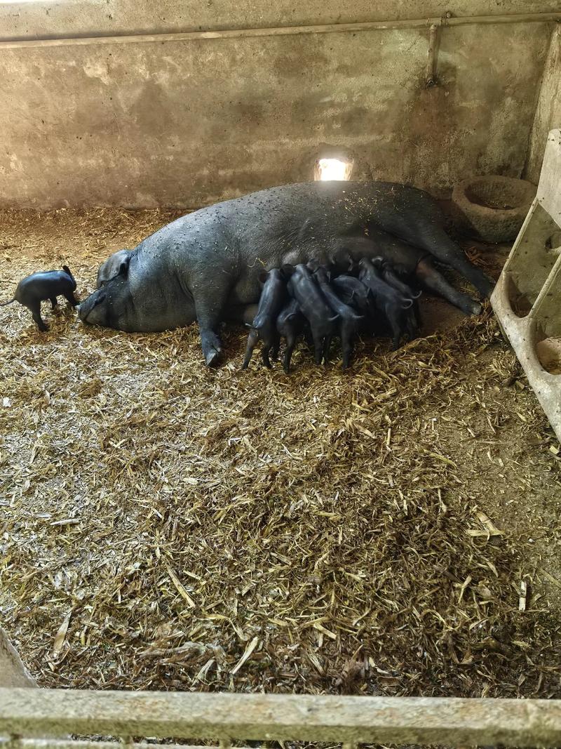 2025年哪些猪品种养殖效益最佳?-图3 2025年哪些猪品种养殖效益最佳?-图3