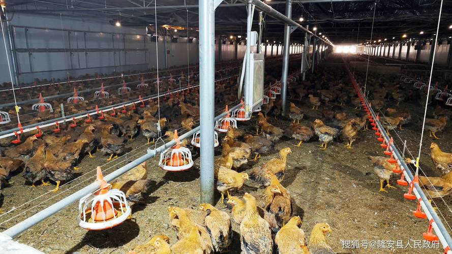 农村养殖技术视频如何有效播放？-图1