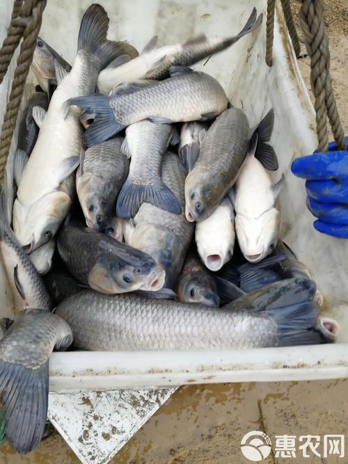 青鱼室内养殖技术可行吗?-图3 青鱼室内养殖技术可行吗?-图3