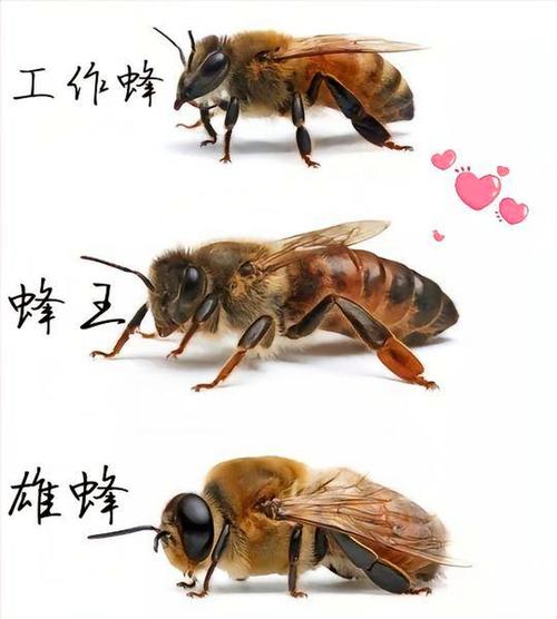 中国高产蜜蜂品种介绍-图1