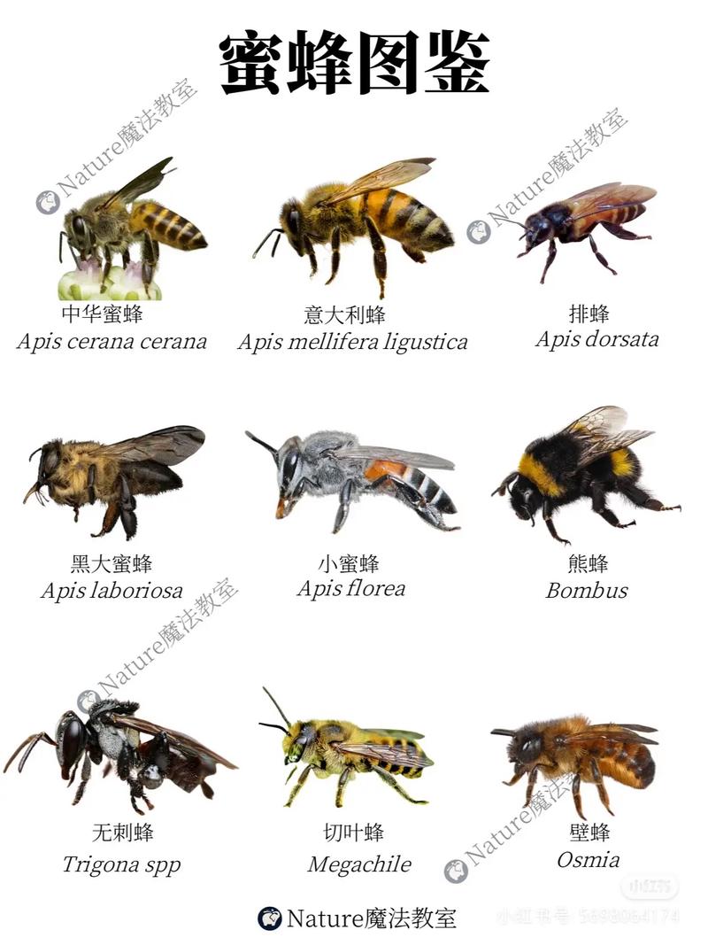 中国高产蜜蜂品种介绍-图2