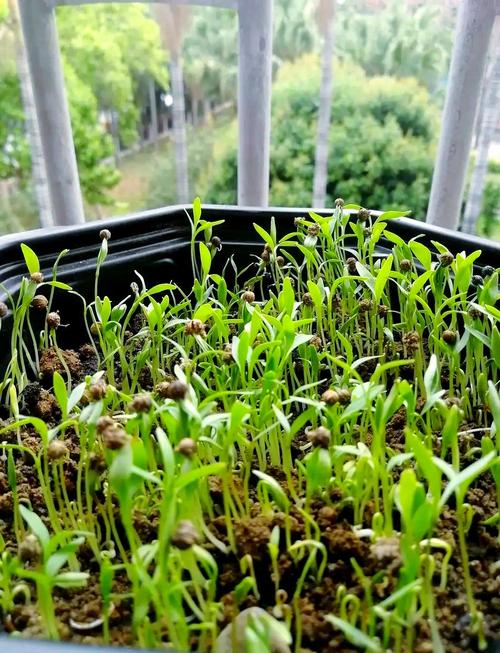 夏季香菜怎么种才高产?-图2 夏季香菜怎么种才高产?-图2