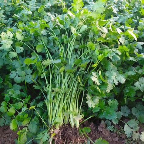 夏季香菜怎么种才高产?-图3 夏季香菜怎么种才高产?-图3