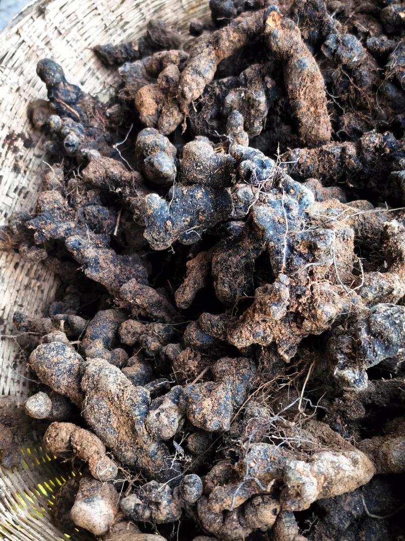 猪苓室外种植技术视频有哪些关键步骤？-图2