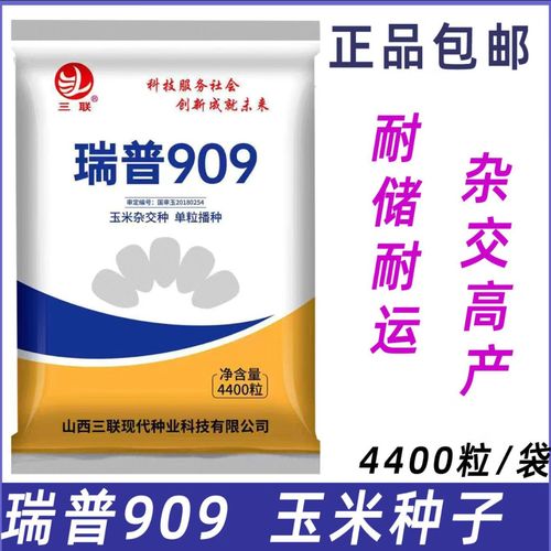909玉米品种有哪些特点?-图2 909玉米品种有哪些特点?-图2