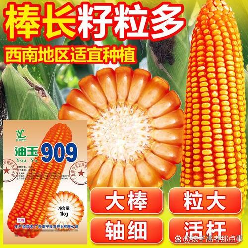 909玉米品种有哪些特点?-图3 909玉米品种有哪些特点?-图3