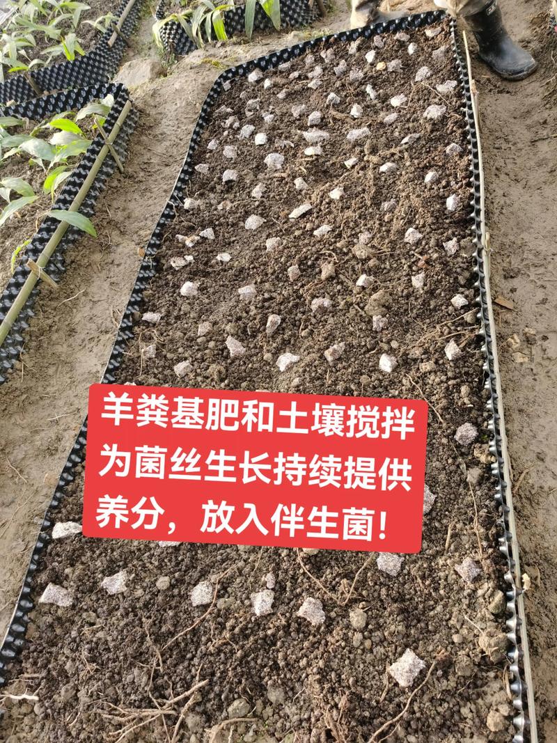 蘑菇最新培育技术视频有何突破？-图1