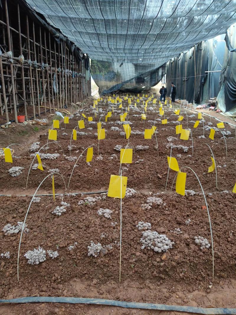 蘑菇最新培育技术视频有何突破？-图2