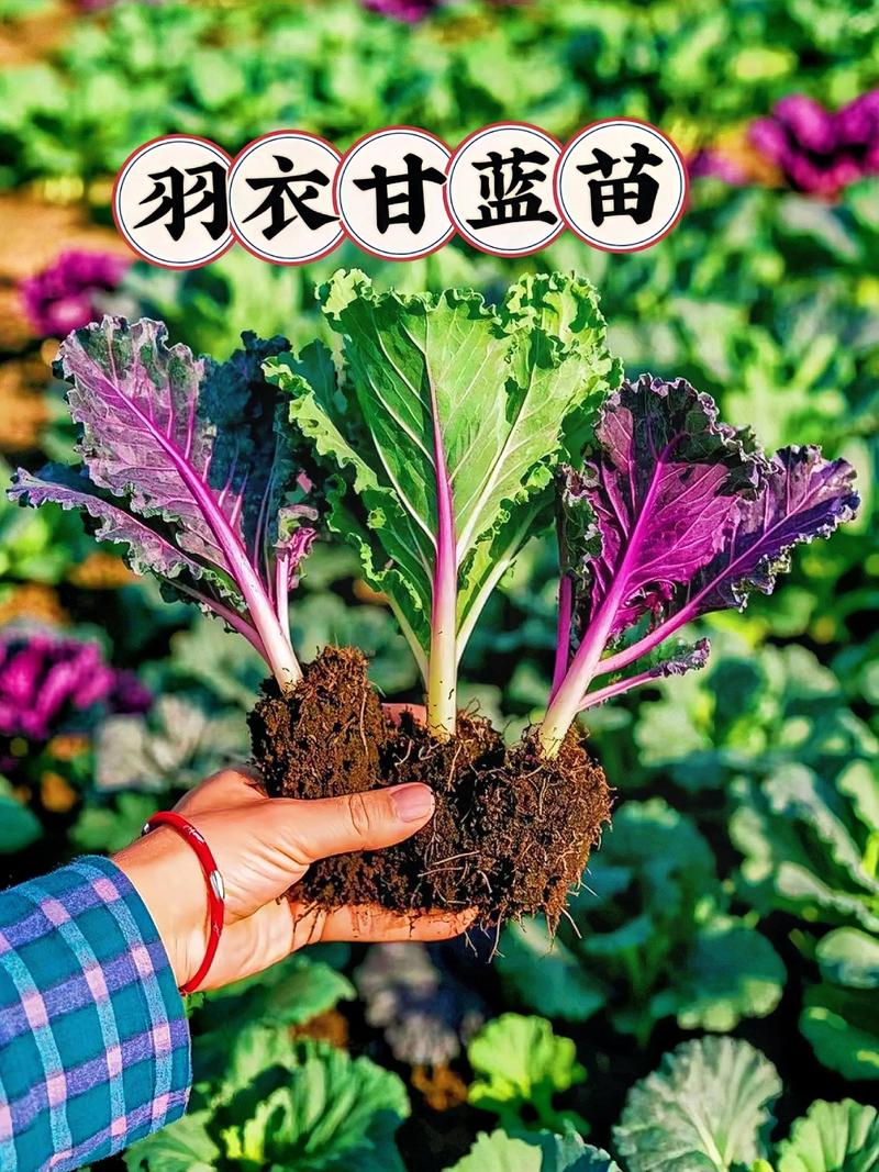 甘蓝栽培技术要点有哪些?-图3 甘蓝栽培技术要点有哪些?-图3