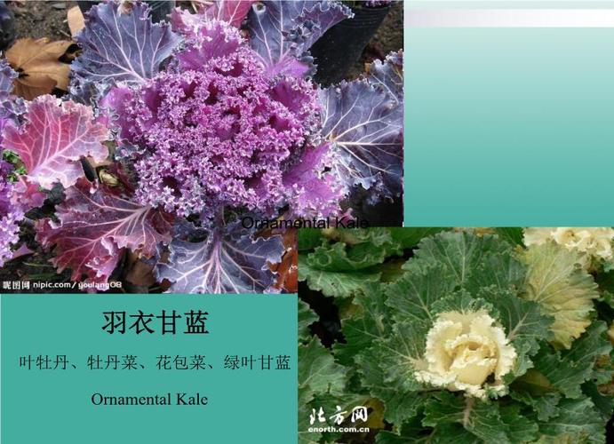 甘蓝栽培技术要点有哪些?-图2 甘蓝栽培技术要点有哪些?-图2