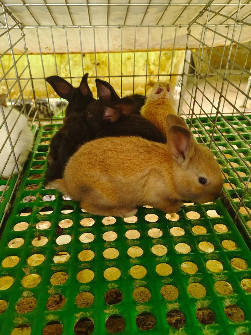 家养野生兔子养殖技术-图2