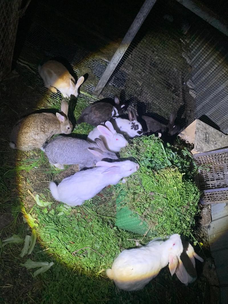 家养野生兔子养殖技术-图1