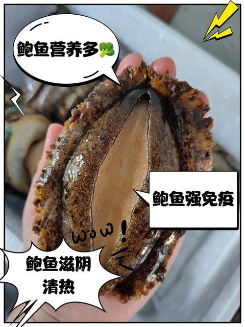 冷冻养殖鲍鱼价格为何波动？-图2