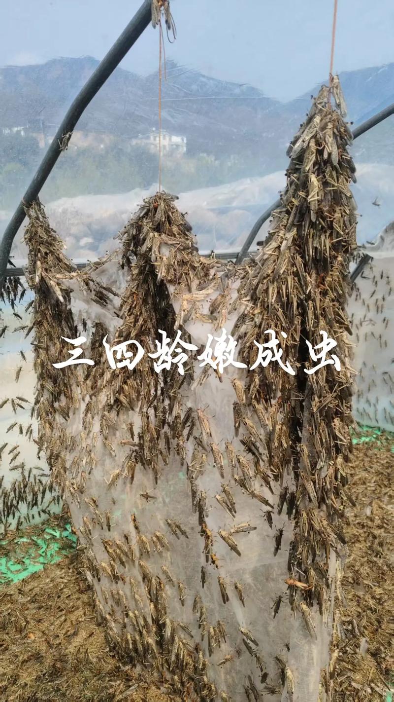 贵州蚂蚱养殖技术视频怎么学？-图2