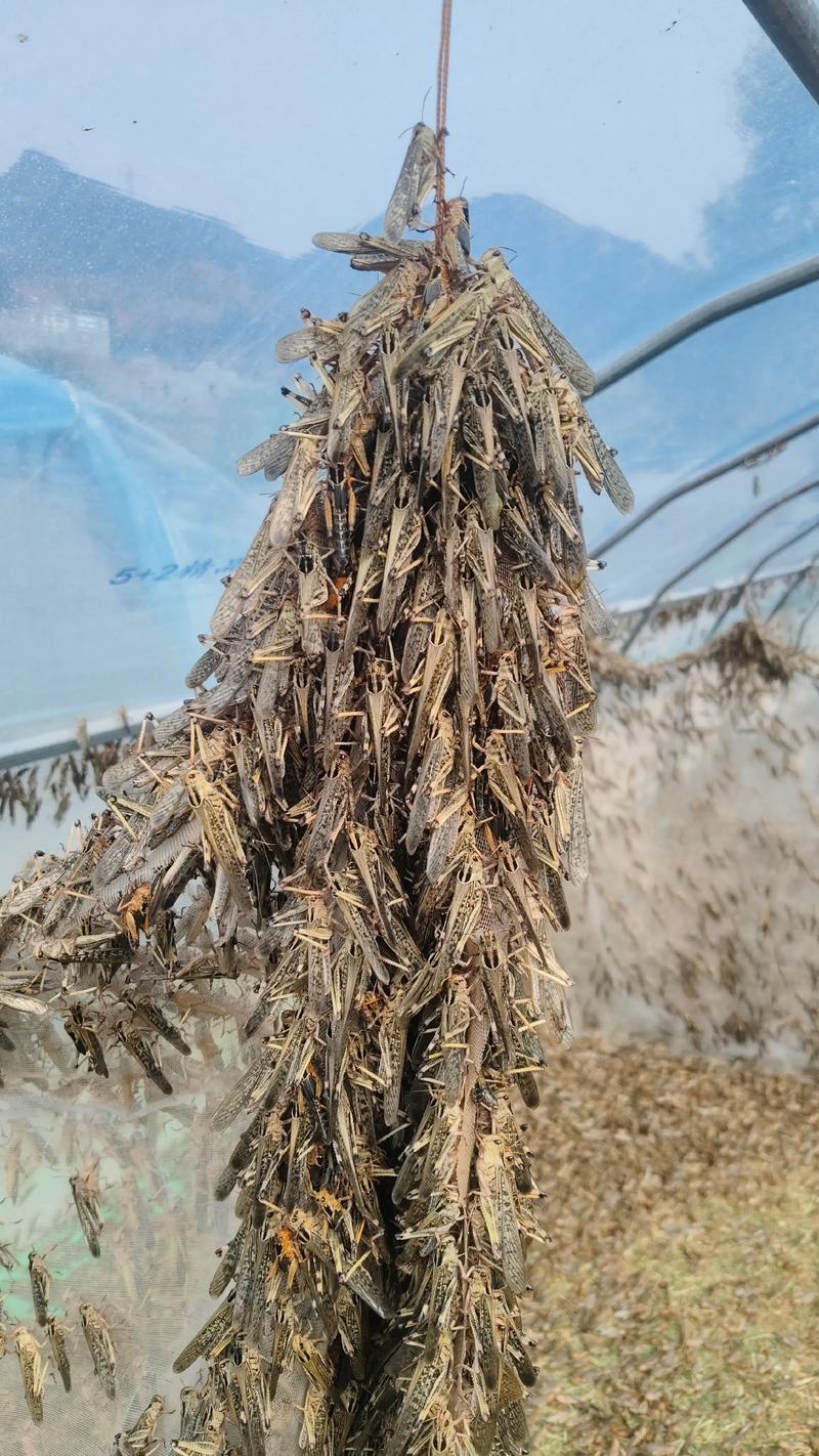 贵州蚂蚱养殖技术视频怎么学？-图3