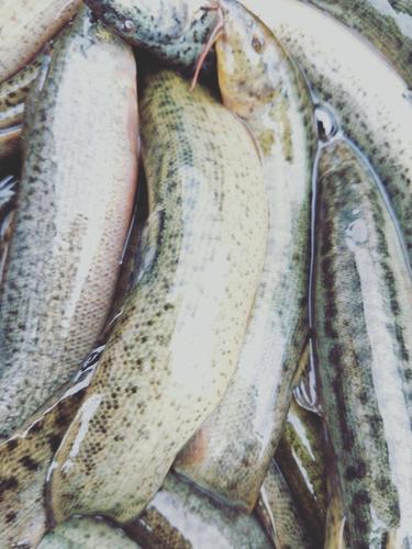 湖北台湾泥鳅养殖技术-图2