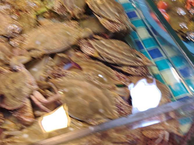 荆州沙市菜场甲鱼价格多少？-图1