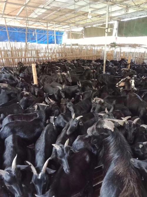 湖南最大山羊品种是哪个？-图2