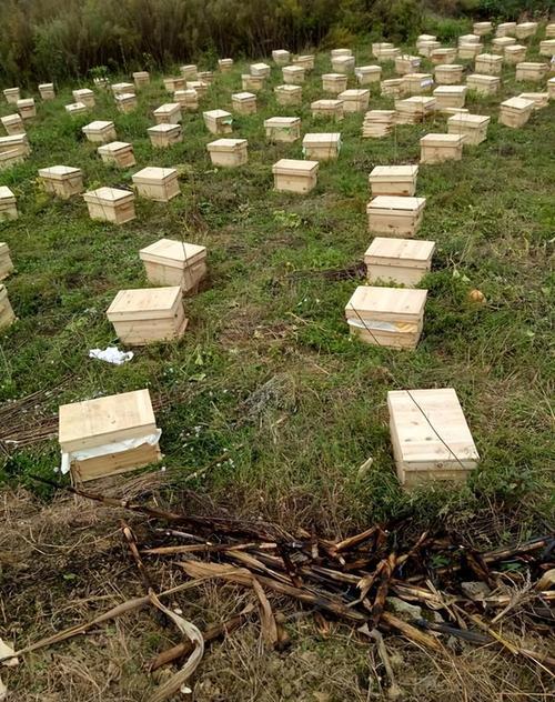 中锋蜜蜂养殖技术视频怎么学?-图3 中锋蜜蜂养殖技术视频怎么学?-图3