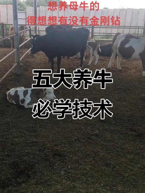 养牛关键技术有哪些？-图1