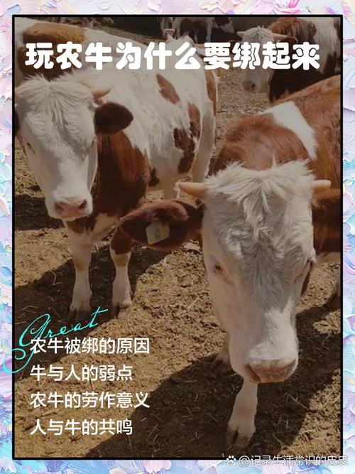 养牛关键技术有哪些？-图2