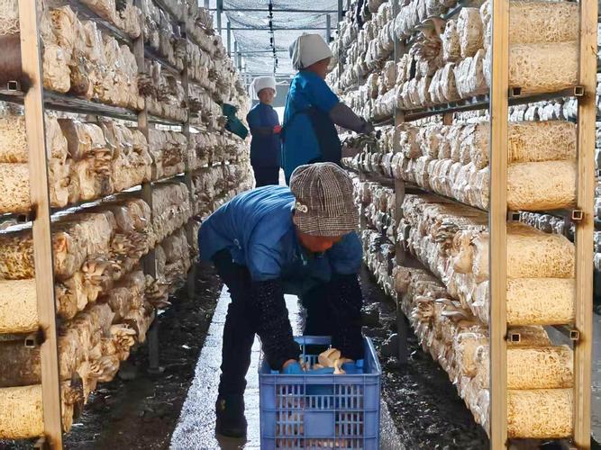 山洞种植蘑菇技术视频,难点在哪?-图2 山洞种植蘑菇技术视频,难点在哪?-图2