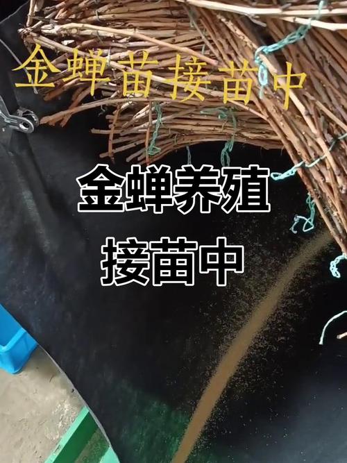 山东金蝉养殖技术哪里能学？-图1