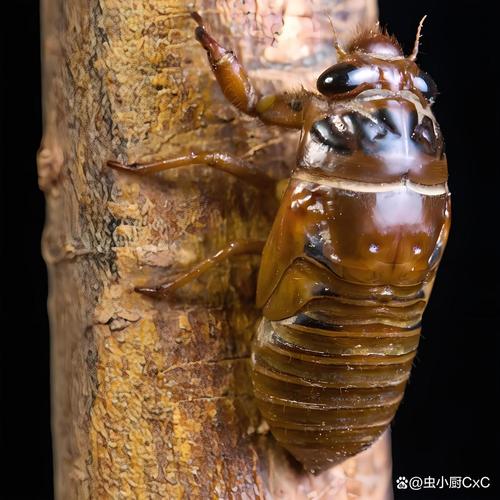 山东金蝉养殖技术哪里能学？-图2