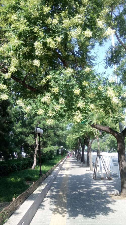 槐树常见品种有哪些？-图1