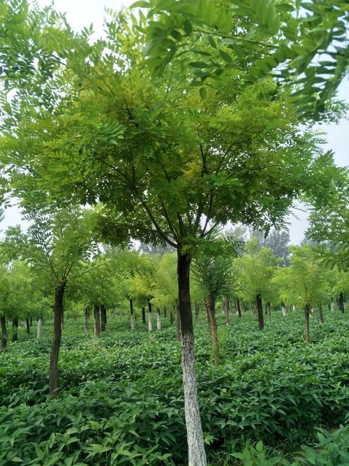 槐树常见品种有哪些？-图2