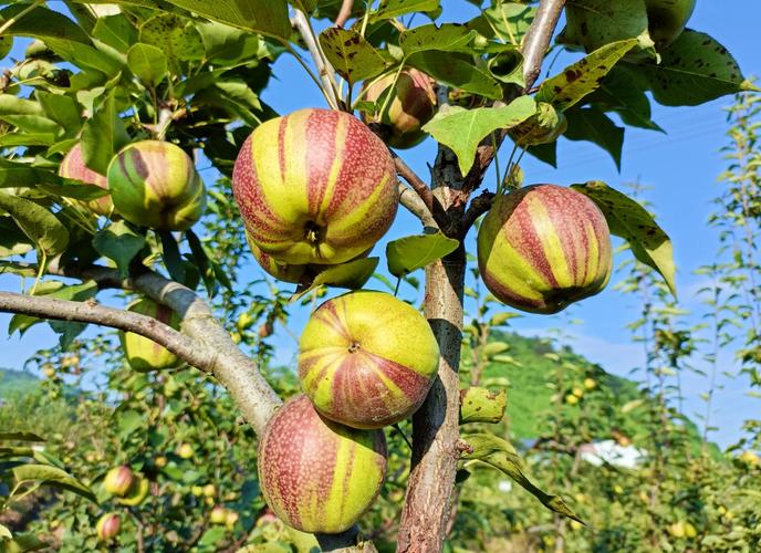 梨树什么品种前景好？-图1