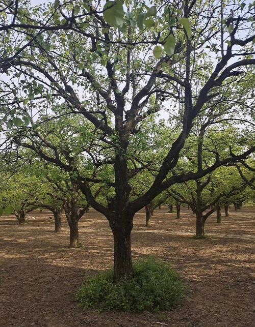 梨树什么品种前景好？-图3