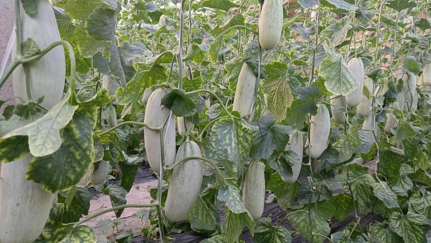 香瓜露地种植技术视频怎么学？-图2