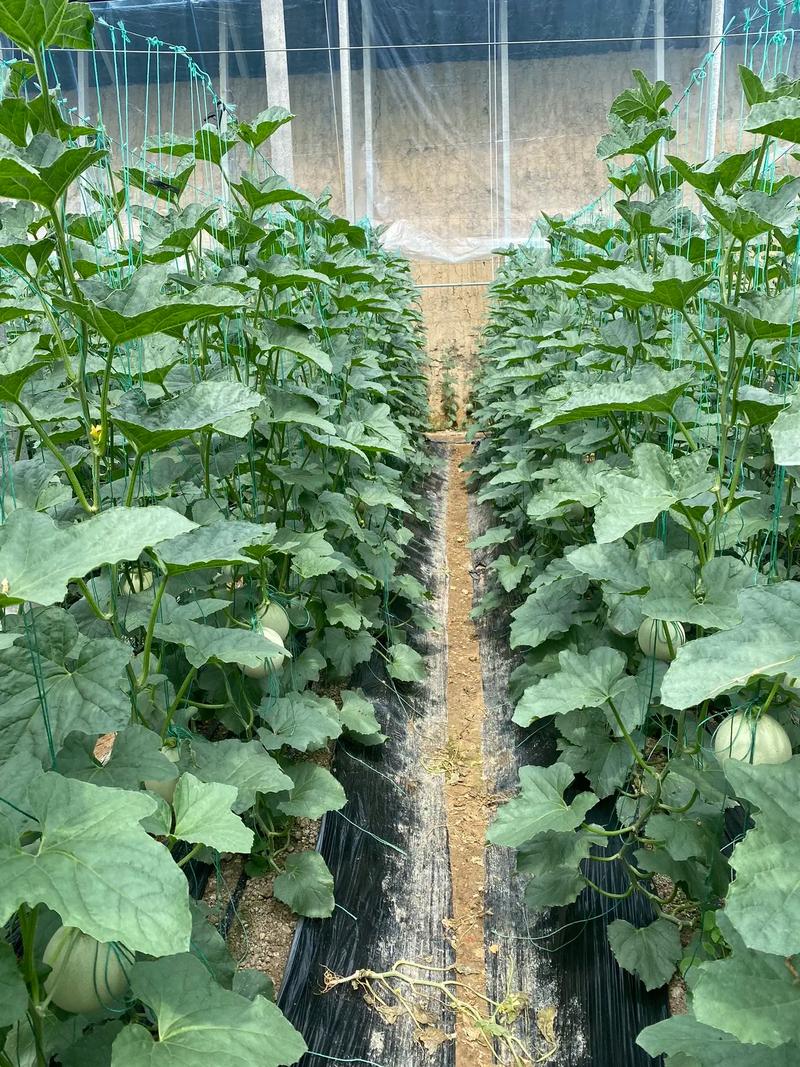 香瓜露地种植技术视频怎么学？-图1