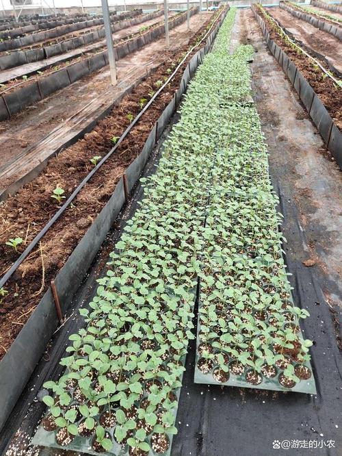 香瓜露地种植技术视频怎么学？-图3