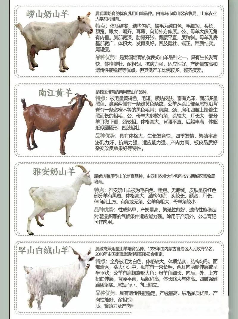 国内山羊品种有哪些?-图2 国内山羊品种有哪些?-图2
