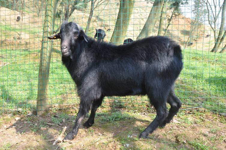 国内山羊品种有哪些?-图3 国内山羊品种有哪些?-图3