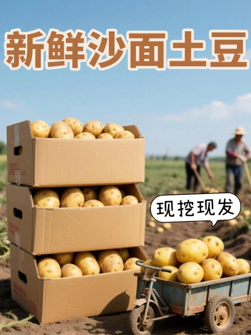 2025广东土豆价格会涨还是跌?-图1 2025广东土豆价格会涨还是跌?-图1